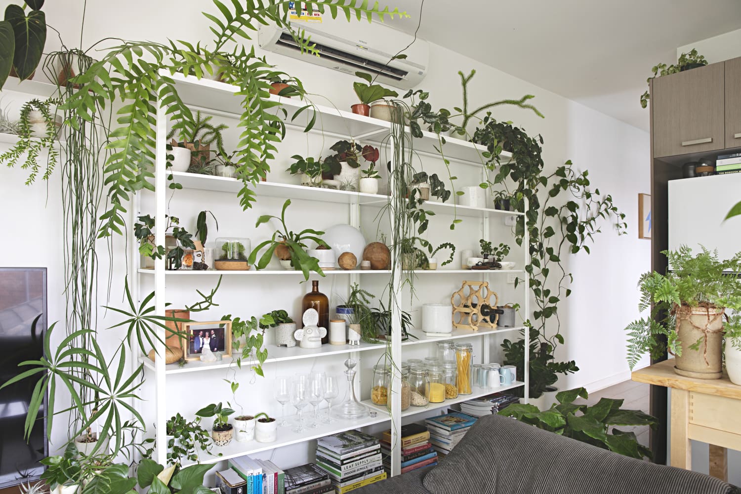 Décoration créative avec des plantes d'intérieur, du sol au plafond